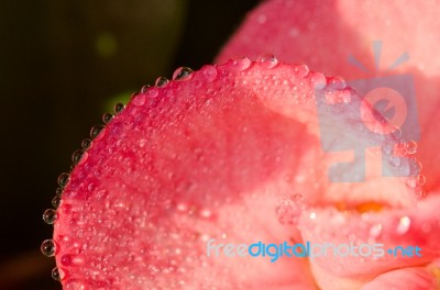 Pink 
Poi Sian Flowers Stock Photo