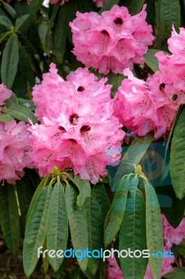 Pink Rhododendron In Flower Stock Photo