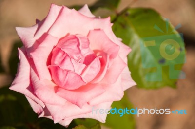 Pink Rose Stock Photo