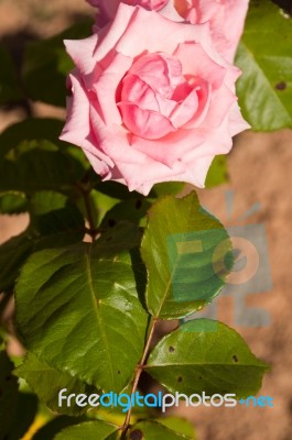 Pink Rose Stock Photo