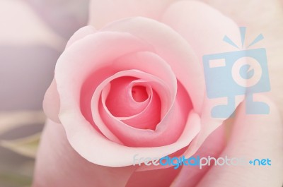 Pink Rose Stock Photo