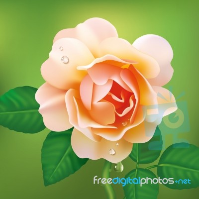 Pink Rose Stock Image