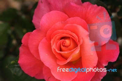 Pink Rose Stock Photo