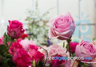 Pink Rose Bouquet Close Up Stock Photo