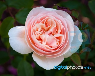 Pink Rose, Love Hopeful And Expectant Stock Photo