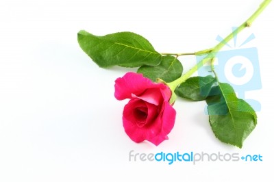 Pink Rose On White Floor Stock Photo