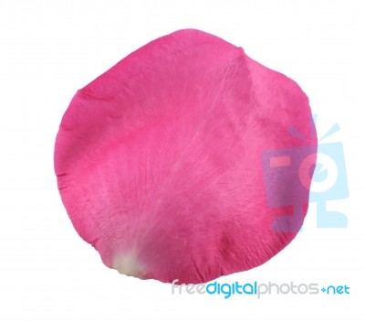 Pink Rose Petal Stock Photo