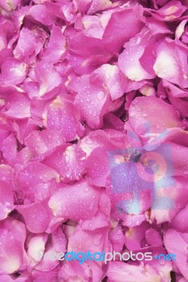 Pink Rose Petals Stock Photo