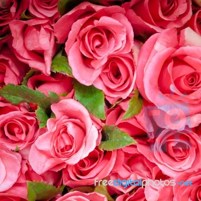 Pink Roses Stock Photo