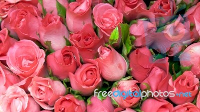 Pink Roses Stock Photo