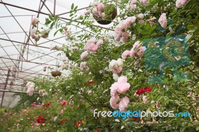 Pink Roses Bush In The Garden Stock Photo