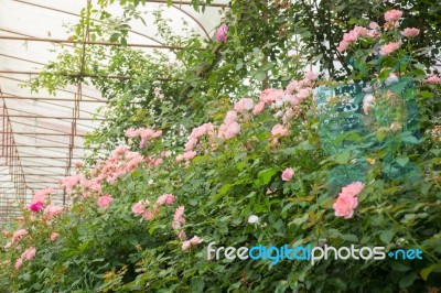 Pink Roses Bush In The Garden Stock Photo