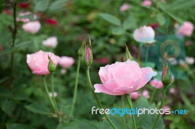 Pink Roses Bush In The Garden Stock Photo