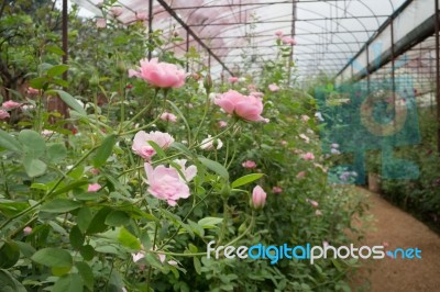 Pink Roses Bush In The Garden Stock Photo