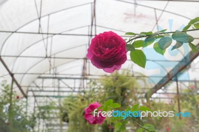 Pink Roses Bush In The Garden Stock Photo