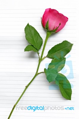 Pink Roses On Notepaper Stock Photo