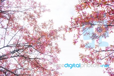 Pink Sakura At Sky Stock Photo