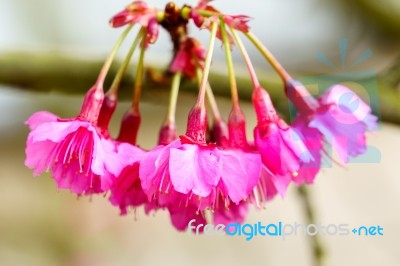 Pink Sakura Blossom Close Up Stock Photo