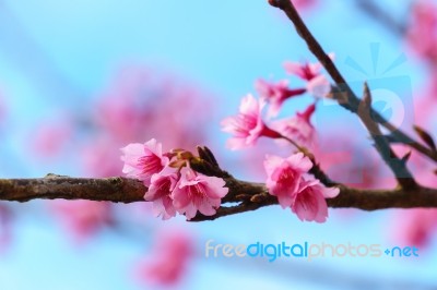 Pink Sakura Blossom With Sky Stock Photo