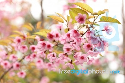 Pink Sakura Flowers Stock Photo