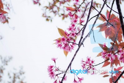 Pink Sakura In Autumn Stock Photo