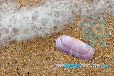 Pink Shell On The Beach At Quarteira In Portugal Stock Photo