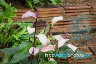 Pink Spadix In The Garden Stock Photo