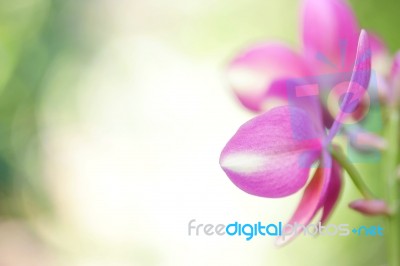 Pink Spathoglottis Plant Stock Photo