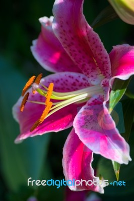 Pink Spotted Lily Flowering In Sussex Stock Photo