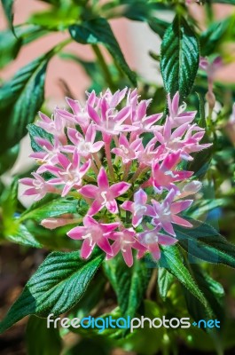 Pink Star Cluster Flowers(dogwood,cornus Sanguinea) Stock Photo