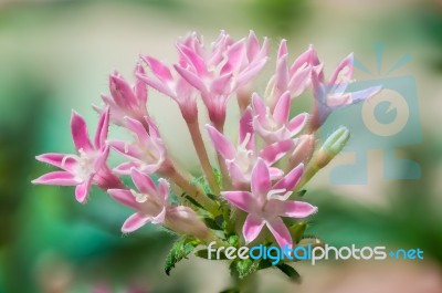 Pink Star Cluster Flowers Stock Photo