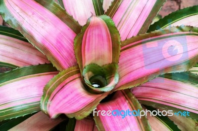 Pink Tillandsia Stock Photo