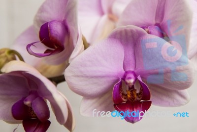 Pink Tongue Orchid Stock Photo