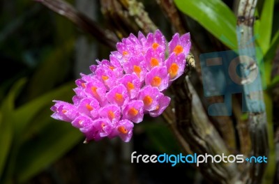 Pink Toothbrush Orchid Flower Stock Photo