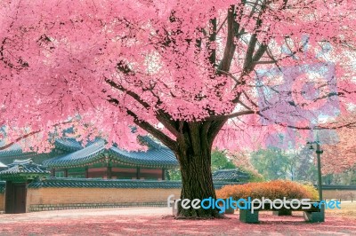 Pink Tree Stock Photo