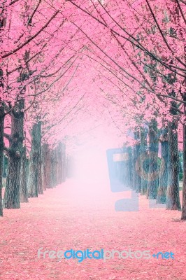 Pink Tree,nami Island In Korea Stock Photo