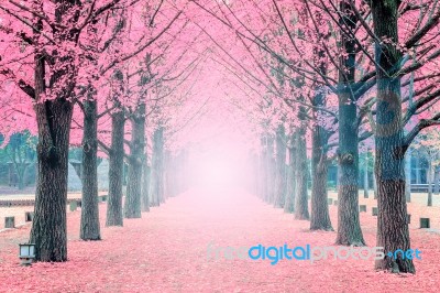 Pink Tree,nami Island In Korea Stock Photo