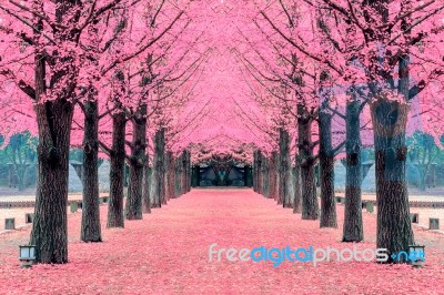 Pink Tree,nami Island In Korea Stock Photo