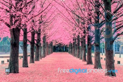 Pink Tree,nami Island In Korea Stock Photo