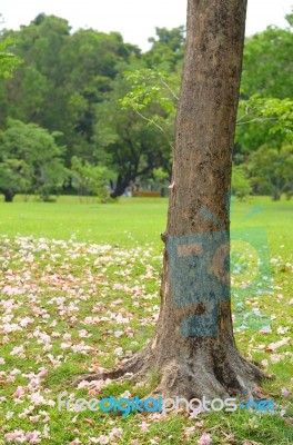 Pink Trumpet Tree Stock Photo