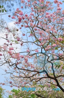 Pink Trumpet Tree Stock Photo