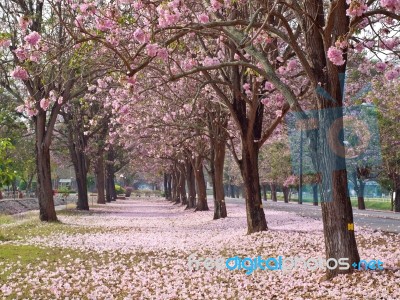 Pink Trumpet Tree Stock Photo