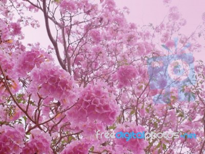 Pink Trumpet Tree Stock Photo