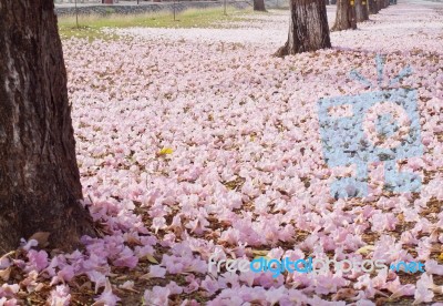 Pink Trumpet Tree Blossom Stock Photo