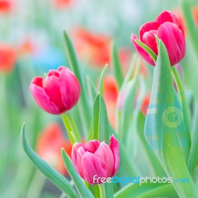 Pink Tulip Stock Photo