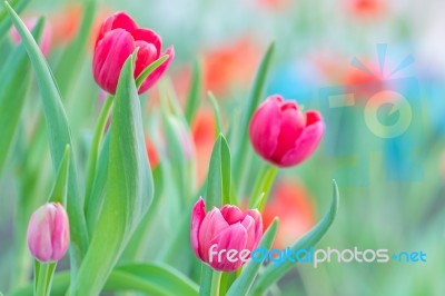 Pink Tulip Stock Photo