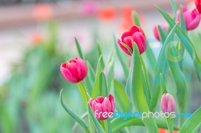 Pink Tulip Stock Photo