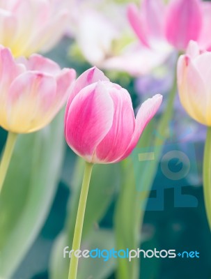 Pink Tulip Flower In Garden Stock Photo