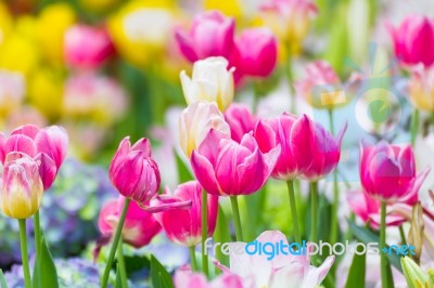 Pink Tulip Flower In Garden Stock Photo