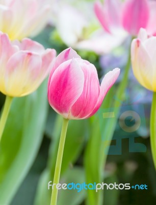 Pink Tulip Flower In Garden Stock Photo